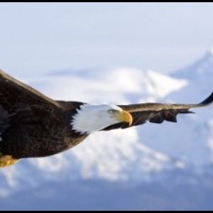 Meet your Posher, Alfredo